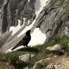 Vogel der Woche - die Alpendohle