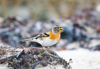 Vogel der Woche - der Bergfink