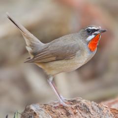 Vogel der Woche - das Rubinkehlchen