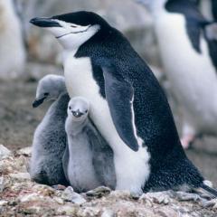 Vogel der Woche - queer Pinguin - der Zügelpinguin